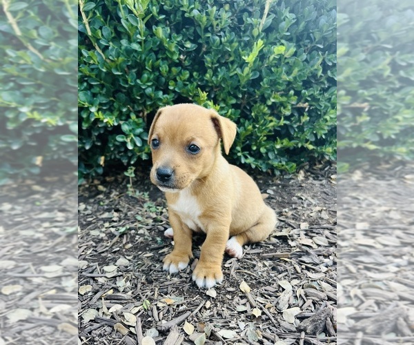 Medium Photo #1 Jack Russell Terrier Puppy For Sale in MOUNT SOLON, VA, USA