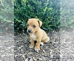 Puppy Pokie Jack Russell Terrier