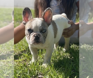 French Bulldog Puppy for sale in TAMPA, FL, USA