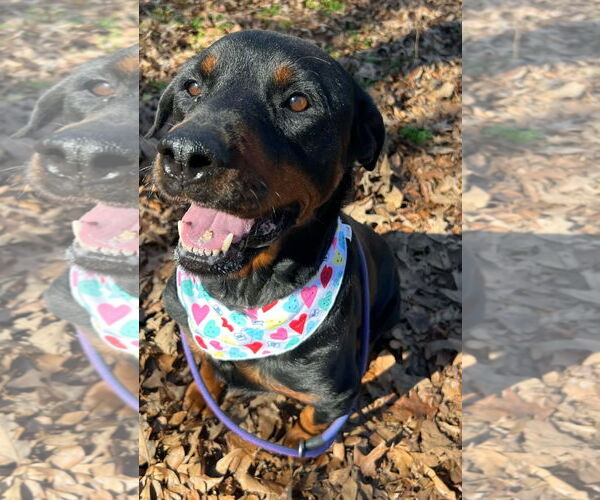 Medium Photo #3 Rottweiler Puppy For Sale in Hillsboro, NH, USA