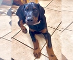 Small #4 Doberman Pinscher