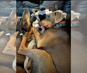 Doberman Pinscher Dogs for adoption in Buffalo, MN, USA