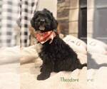 Small Photo #9 Bernedoodle Puppy For Sale in CONNERSVILLE, IN, USA