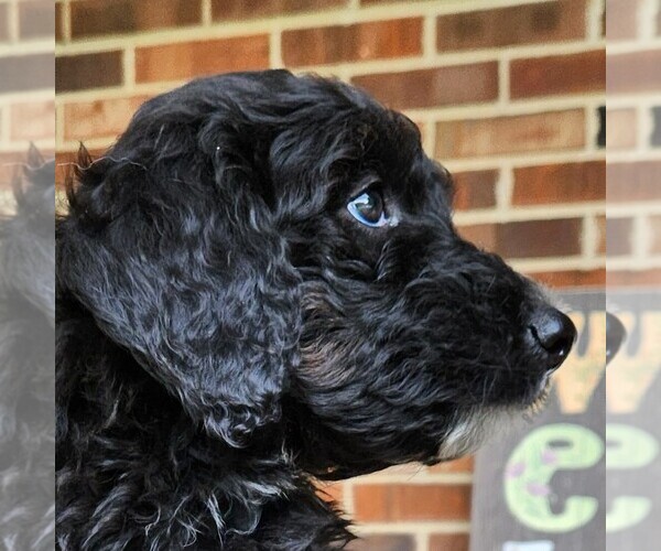 Medium Photo #8 F2 Aussiedoodle Puppy For Sale in COLUMBIA, TN, USA