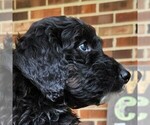 Small #7 F2 Aussiedoodle