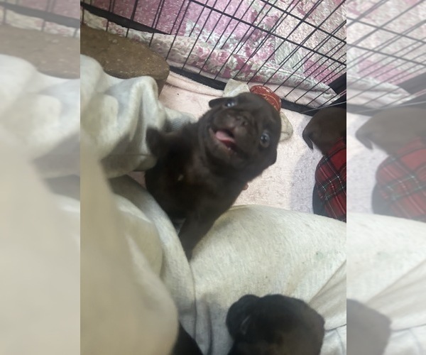 Medium Photo #6 Pug Puppy For Sale in BLOOMINGTON, IL, USA