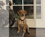 Small #4 Basset Hound Mix
