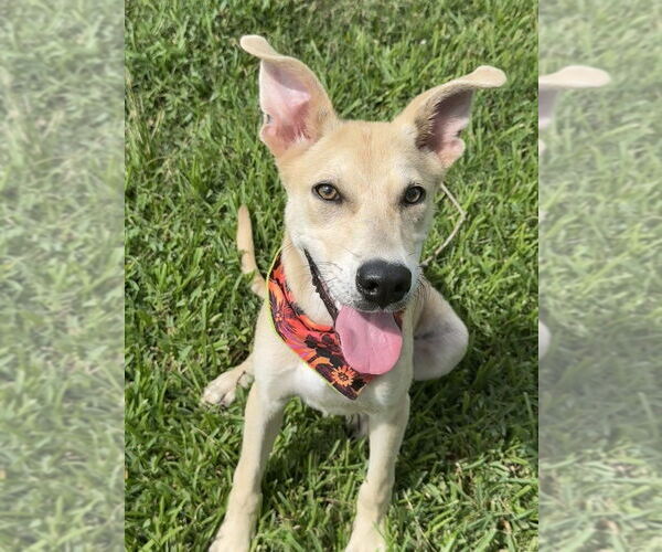 Medium Photo #3 Mutt Puppy For Sale in San Leon, TX, USA