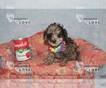 Small #1 Poodle (Toy)