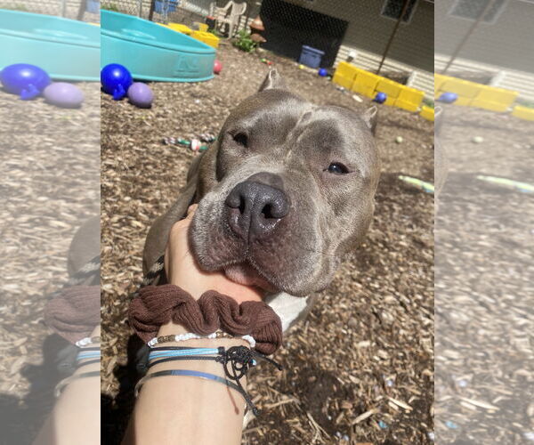Medium Photo #17 American Pit Bull Terrier Puppy For Sale in Rockaway, NJ, USA