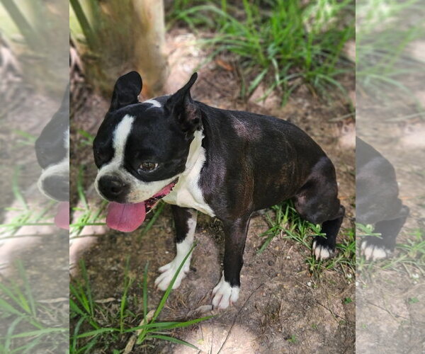 Medium Photo #3 Boston Terrier-Unknown Mix Puppy For Sale in Wakefield, RI, USA