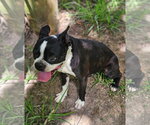 Small #2 Boston Terrier Mix