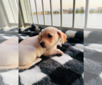 Puppy Priscilla Chihuahua-Siberian Husky Mix