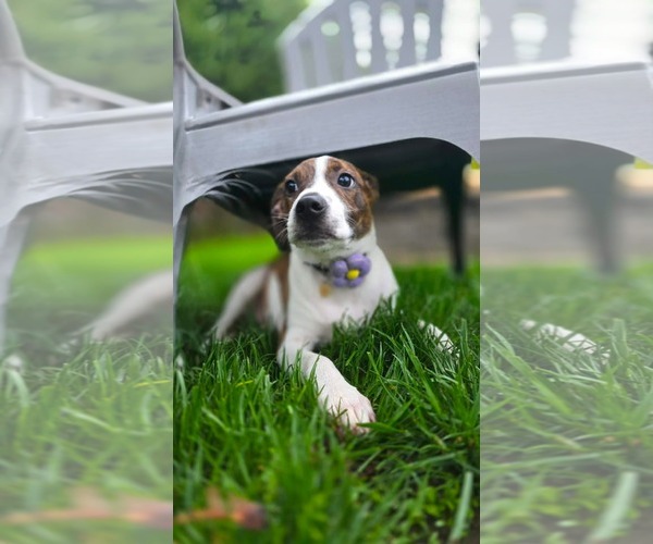 Medium Photo #11 Mutt Puppy For Sale in pomfret, CT, USA
