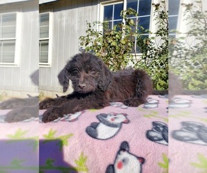 Mastiff-Poodle (Standard) Mix Puppy for sale in HERALD, CA, USA