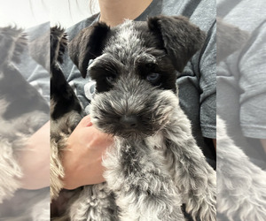 Schnauzer (Miniature) Litter for sale in LAFAYETTE, LA, USA