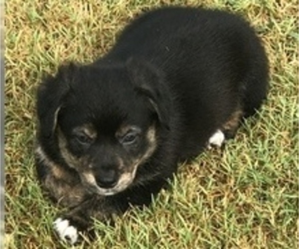 Medium Photo #1 Australian Shepherd-Pembroke Welsh Corgi Mix Puppy For Sale in PORUM, OK, USA