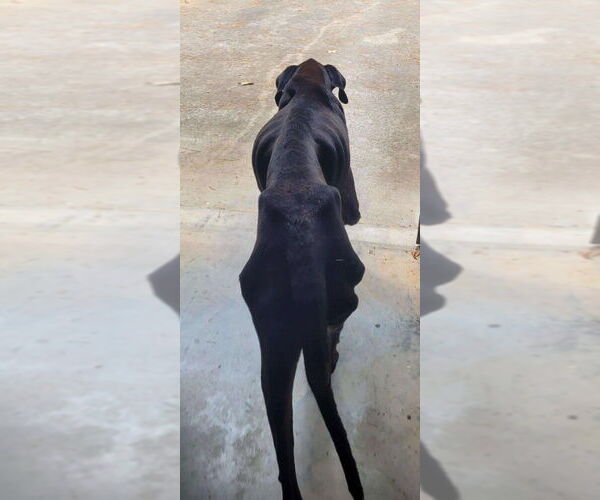 Medium Photo #3 Great Dane Puppy For Sale in Bullard, TX, USA