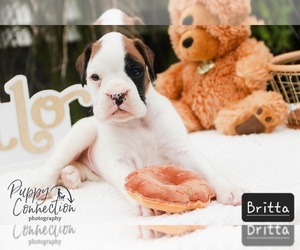 Boxer Puppy for sale in SHIPSHEWANA, IN, USA