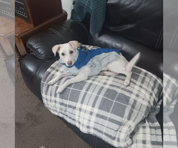 Medium Photo #5 Chihuahua-Labrador Retriever Mix Puppy For Sale in Virginia Beach, VA, USA