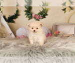 Small Photo #7 Pom-A-Poo Puppy For Sale in WARSAW, IN, USA