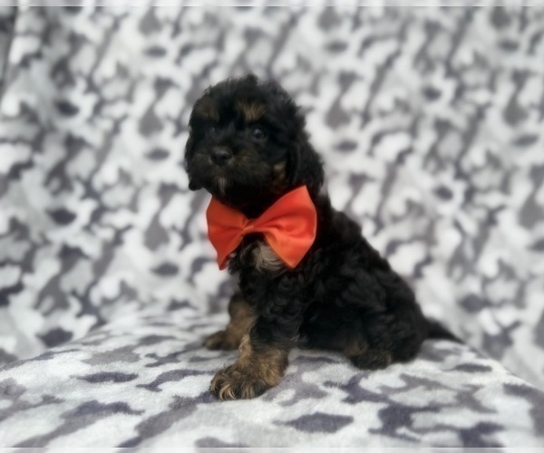 Medium Photo #7 Cavapoo (Miniature) Puppy For Sale in LAKELAND, FL, USA