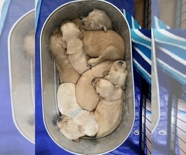Medium Photo #2 Golden Retriever Puppy For Sale in DAWSON, TX, USA