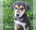 Small #2 German Shepherd Dog Mix