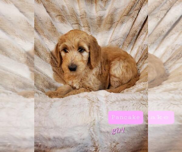 Medium Photo #1 Goldendoodle Puppy For Sale in PHOENIX, AZ, USA