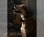 Small #1 Mutt