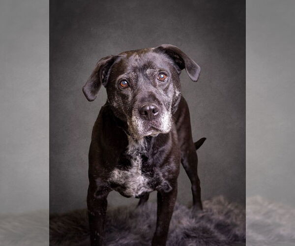 Medium Photo #10 Boxer-Unknown Mix Puppy For Sale in Mount Laurel, NJ, USA