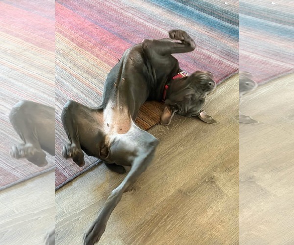 Medium Photo #6 Mastiff-Unknown Mix Puppy For Sale in Derwood, MD, USA