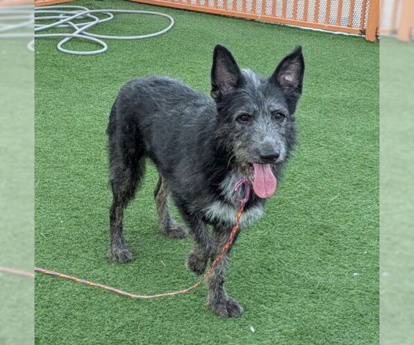 Medium Photo #1 German Shepherd Dog-Unknown Mix Puppy For Sale in Las Vegas, NV, USA