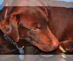 Small Photo #1 Labrador Retriever Puppy For Sale in ARAGON, GA, USA