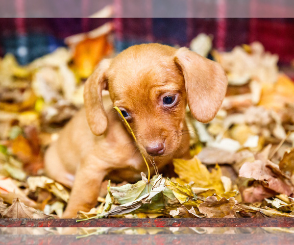 Medium Photo #8 Dachshund Puppy For Sale in WAKARUSA, IN, USA