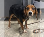 Small Photo #2 Beagle Puppy For Sale in Rustburg, VA, USA