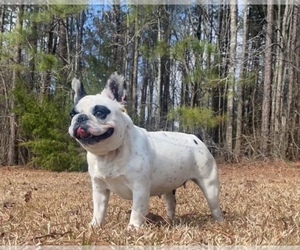 French Bulldog Puppy for sale in LOCUST GROVE, GA, USA