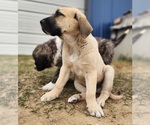 Small #16 Anatolian Shepherd