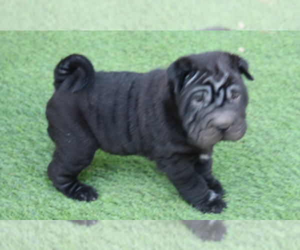 Medium Photo #4 Chinese Shar-Pei Puppy For Sale in MOHAVE VALLEY, AZ, USA