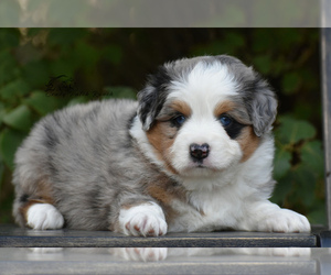 Miniature American Shepherd Puppy for sale in BENTON CITY, WA, USA