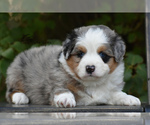 Small Photo #1 Miniature American Shepherd Puppy For Sale in BENTON CITY, WA, USA