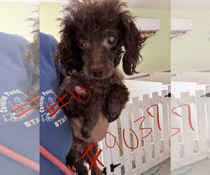 Sasha Jul 26 - Female Poodle (Miniature)-Unknown Mix Dog for Adoption - Photo #2