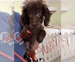 Small Photo #2 Poodle (Miniature)-Unknown Mix Puppy For Sale in Pacolet, SC, USA