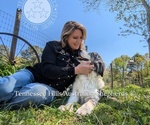 Small #1 Australian Shepherd