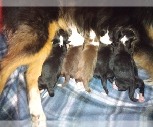 Aussiedoodle Miniature Puppy for sale in CLAREMORE, OK, USA