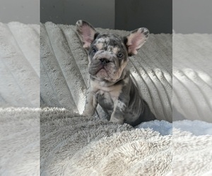 French Bulldog Litter for sale in LOCKPORT, NY, USA