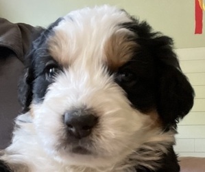 Bernedoodle-Bernese Mountain Dog Mix Puppy for sale in ERIE, CO, USA