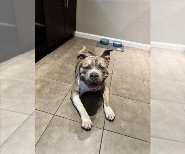 Medium Photo #2 American Bulldog-Unknown Mix Puppy For Sale in Las Vegas, NV, USA