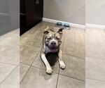 Small #1 American Bulldog Mix