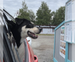 Small #4 Huskies -Labrador Retriever Mix